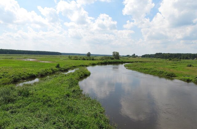Meandry Narwi w okolicach Suraża i Doktorc